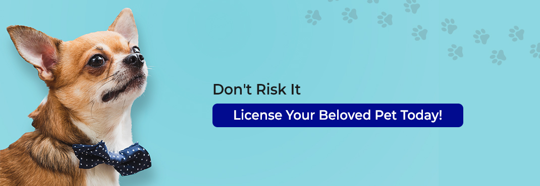 Don't-Risk-It-License-Your-Beloved-Pet-Today!