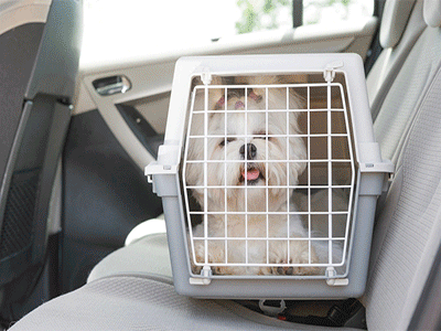pet-transportation-services-in-dubai-tips-for-safe-and-comfortable-travel-from-uae