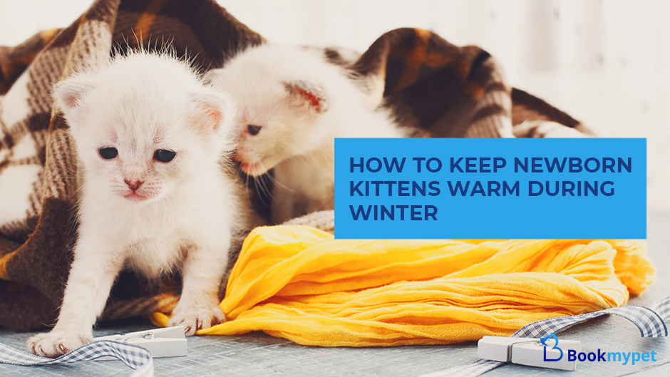 How to keep deals newborn kittens warm