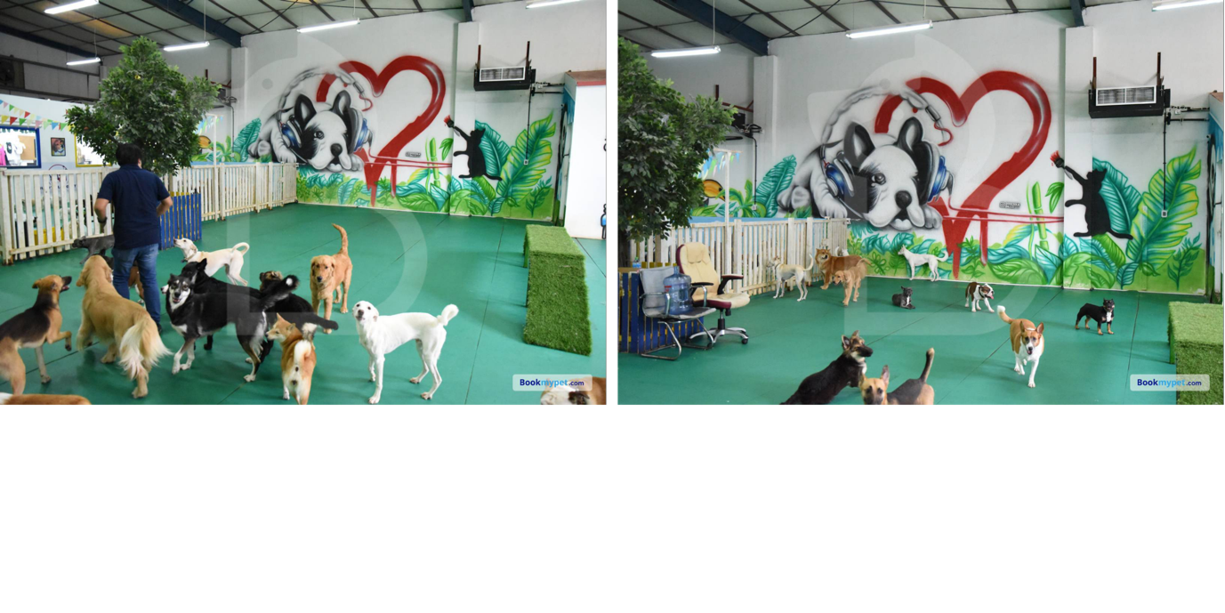 Bruno’s Play Center: Dog Daycare Boarding Centres in Dubai 