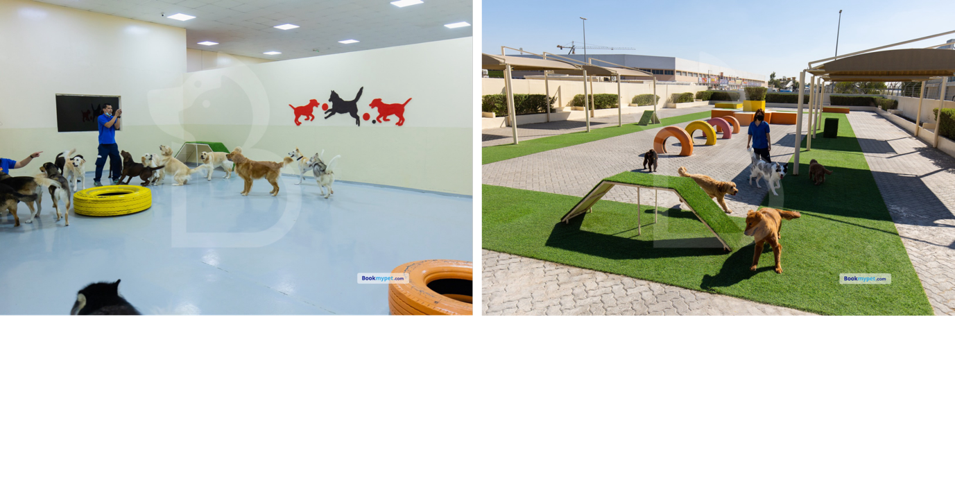 Woof Pets Services: Dog Daycare Boarding Centres in Dubai 