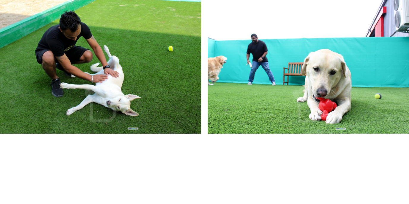Happy Buddies: Dog Daycre Boarding Centres in Dubai 