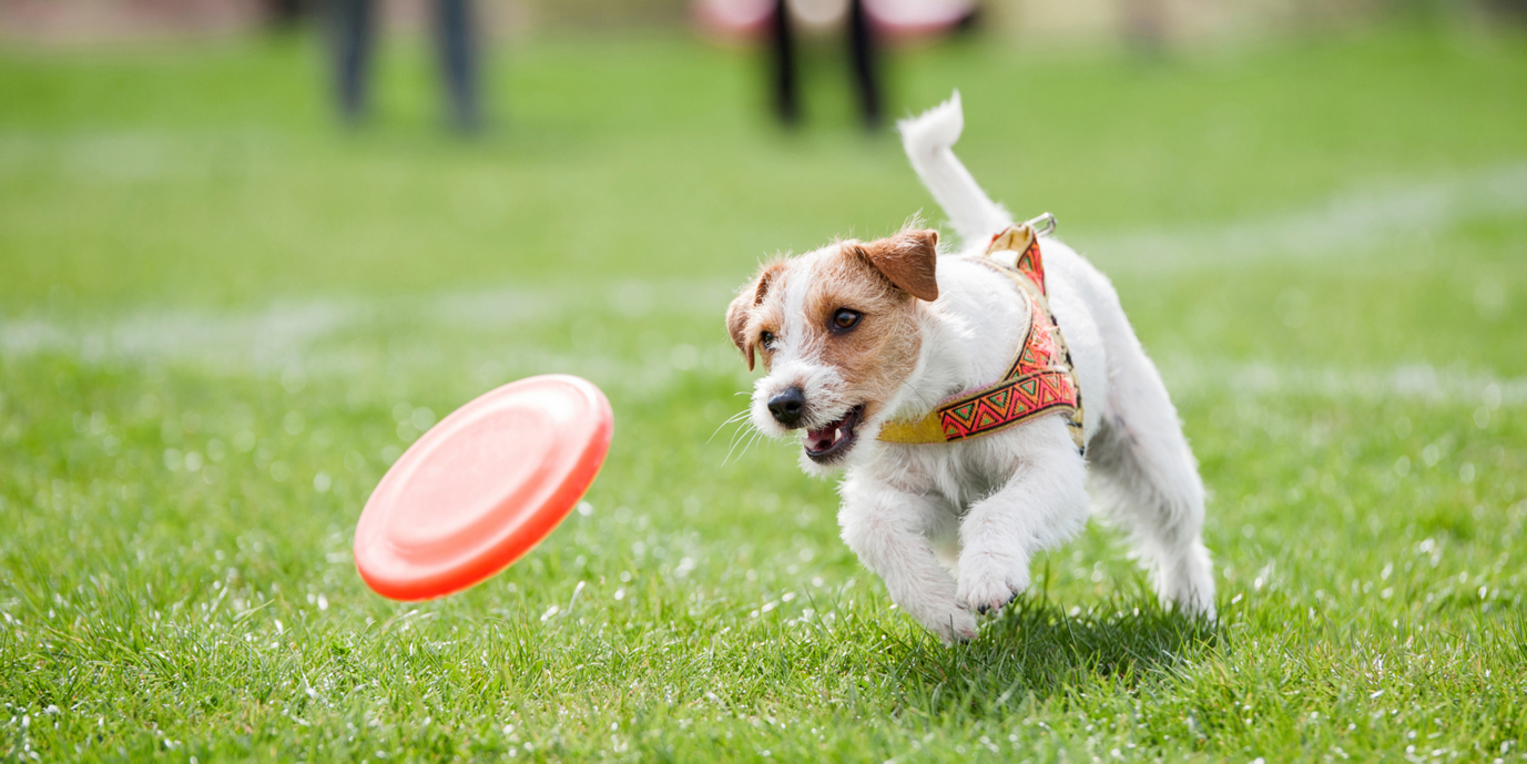 Exercise: Benefits of Dog Daycare Boarding in Dubai 